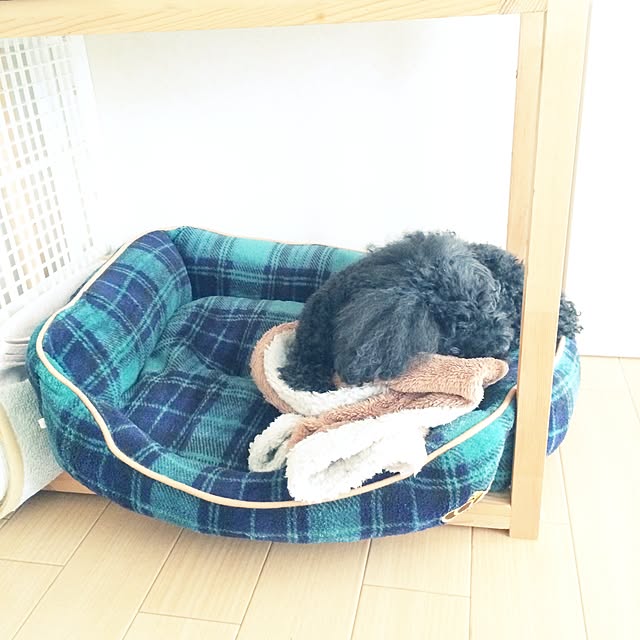キッチン/賃貸 1LDK/トイプードル/犬のベッドのインテリア実例 - 2014-10-31 13:41:45