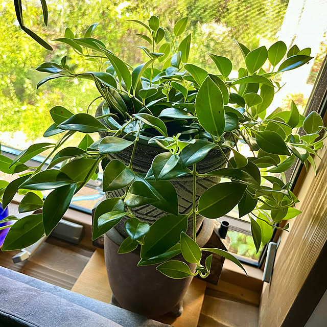 cotaさんの部屋