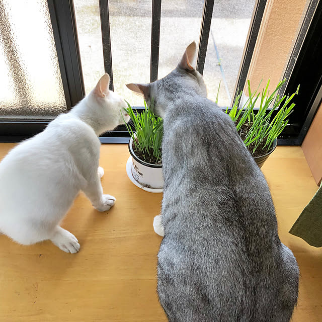 Honamiさんの実例写真
