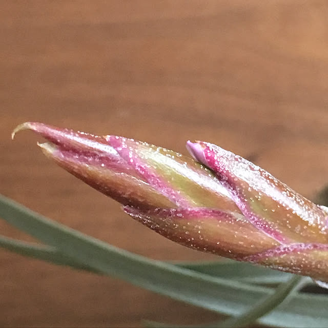 Tillandsia-Loveさんの実例写真