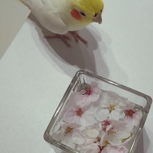 toratanさんの部屋