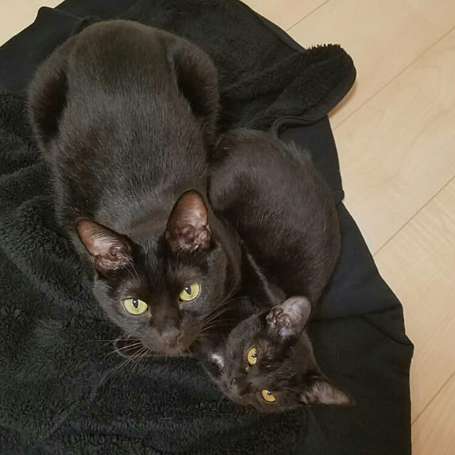 shiiiさんの実例写真