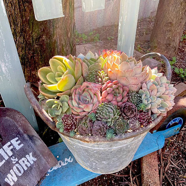 多肉植物 寄せ植え そのまま飾れる‪ ꪔ̤̮