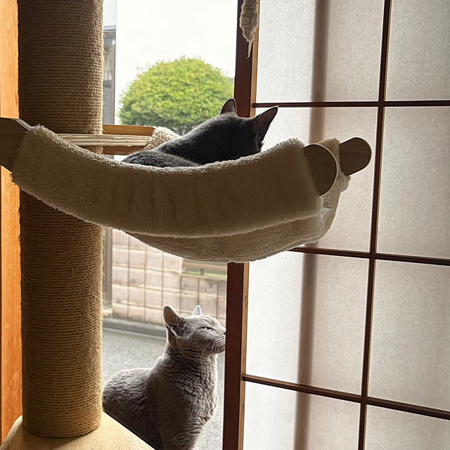mayugehaさんの実例写真