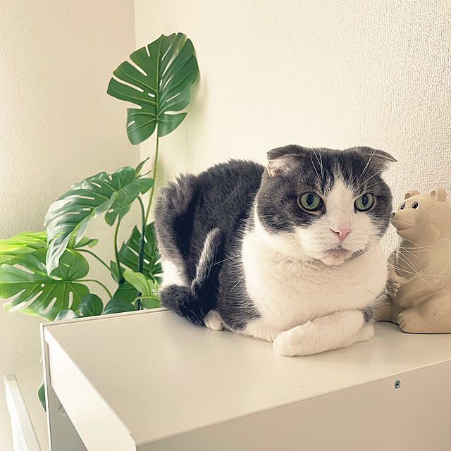 tansukeさんの部屋