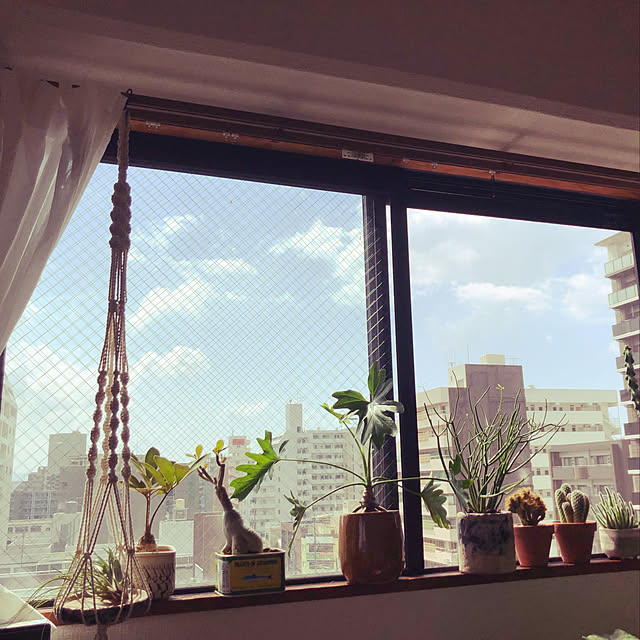 窓際の植物/観葉植物/多肉植物/ドライフラワー/部屋全体のインテリア実例 - 2019-10-04 17:30:40