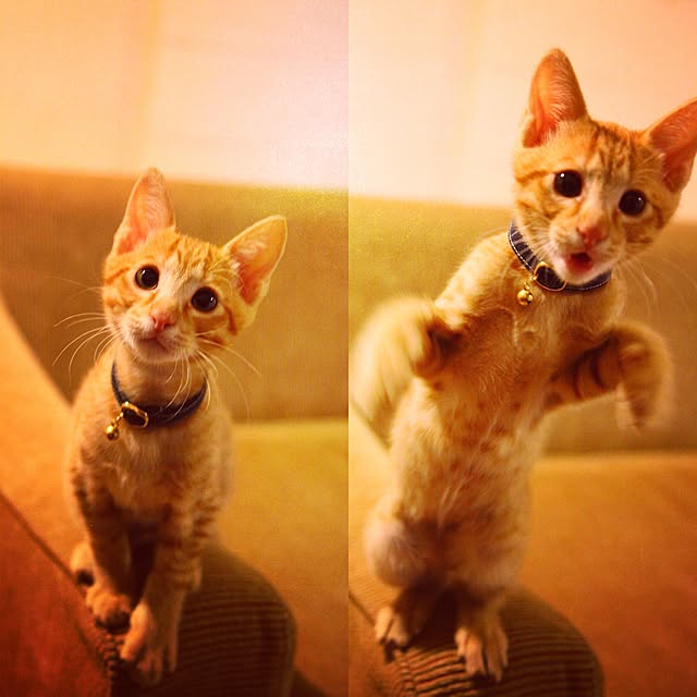 kayuraさんの実例写真
