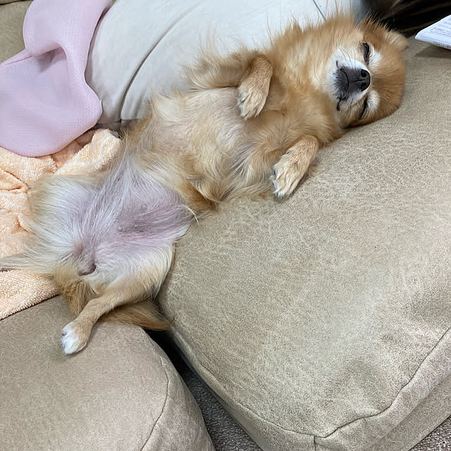 koroさんの実例写真