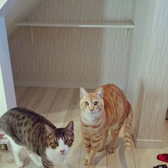 shiiiさんの実例写真