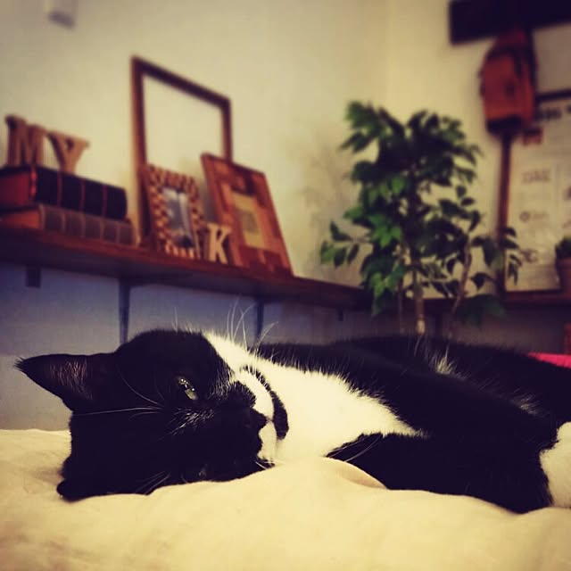 nekogurumaさんの実例写真