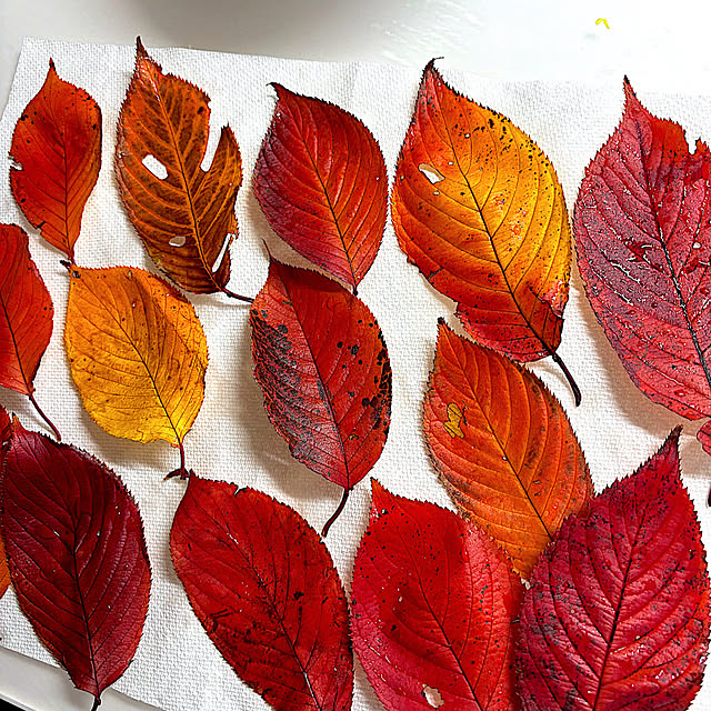 syutmmさんの部屋