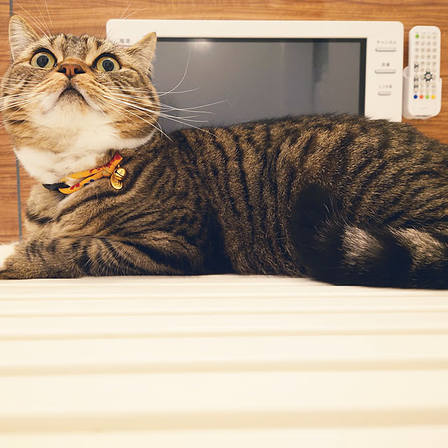 mochicoさんの実例写真
