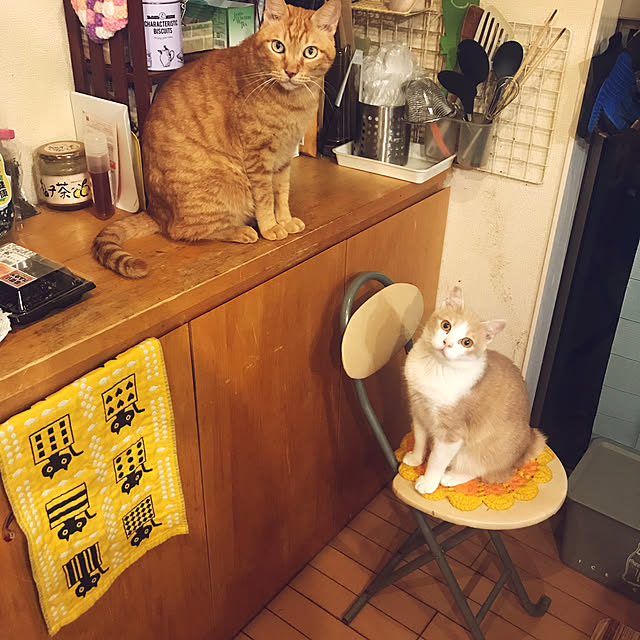 kou-kitiさんの実例写真
