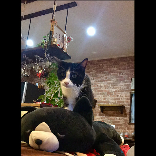 butachanさんの実例写真