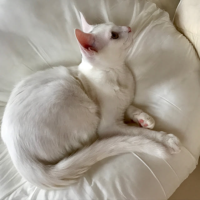 sakurasakuさんの実例写真