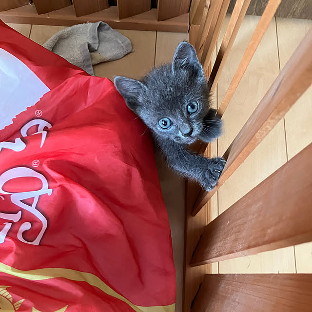 nekoさんの実例写真