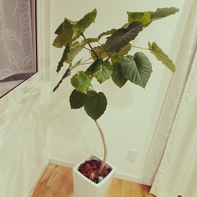 MiRiderさんの実例写真
