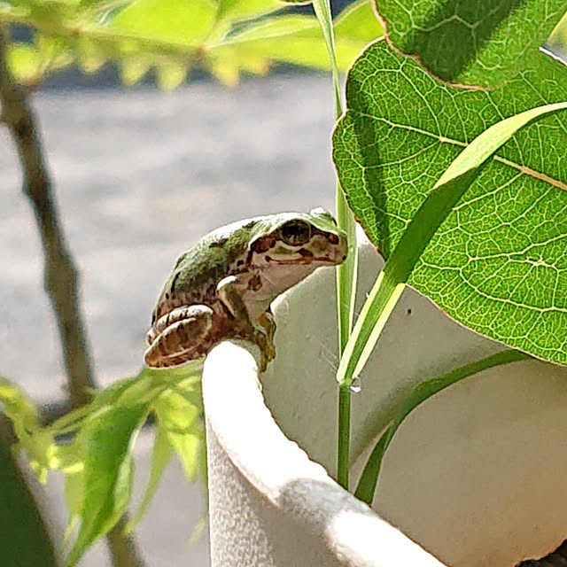 玄関/入り口/観葉植物/庭/癒し/花のある暮らし...などのインテリア実例 - 2020-08-17 08:34:26