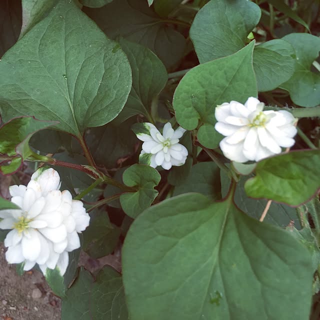 moririnさんの実例写真