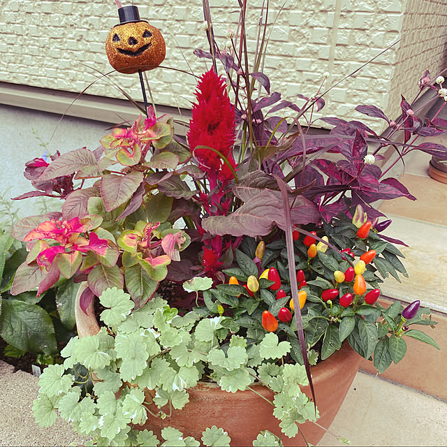 グレゴマ/ケイトウ/かぼちゃ雑貨/ハロウィン/お花大好き♡...などのインテリア実例 - 2020-10-28 13:30:52