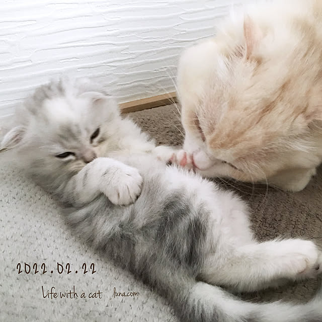 luna.comさんの実例写真