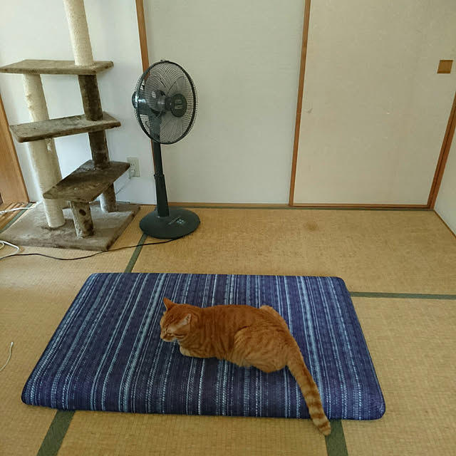 okyosan101さんの実例写真