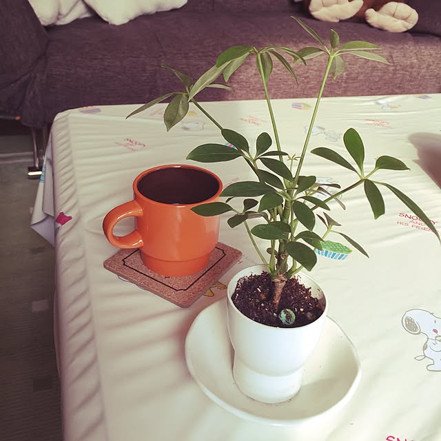tomoさんの実例写真