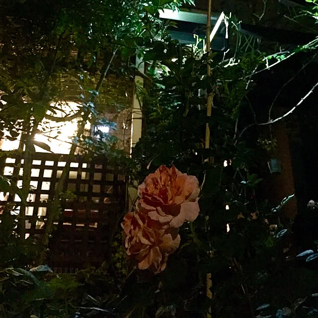 butachanさんの実例写真