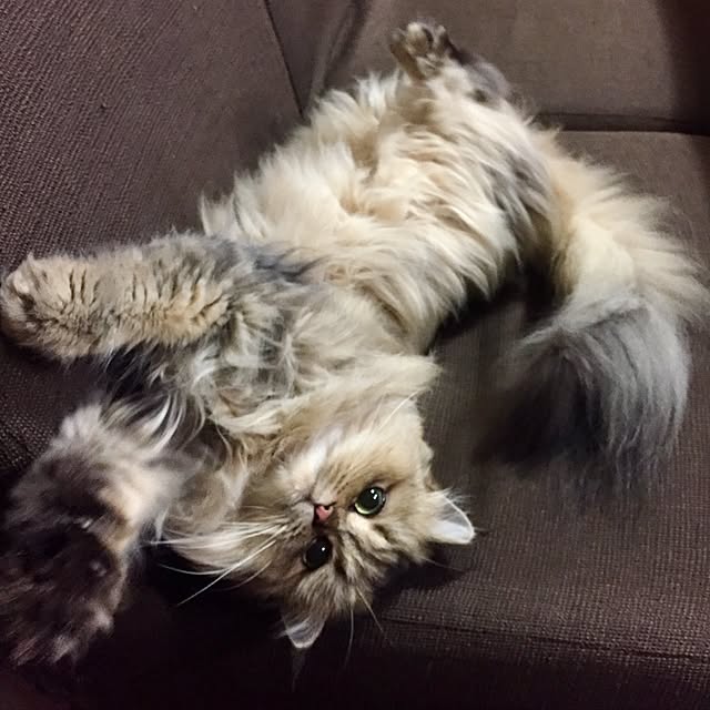 butachanさんの実例写真