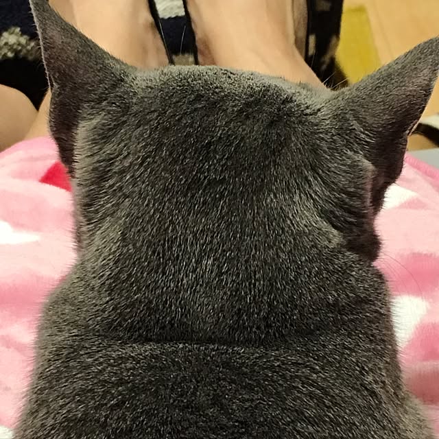 maripoさんの実例写真
