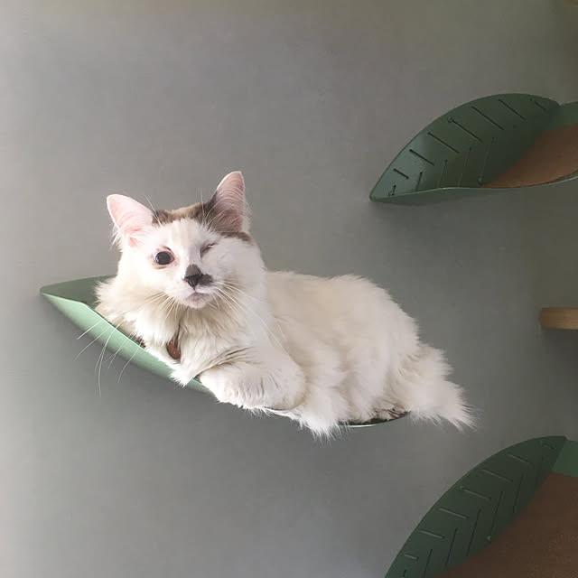 nyancohomeさんの実例写真
