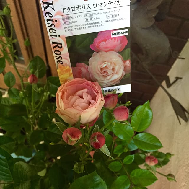 butachanさんの実例写真