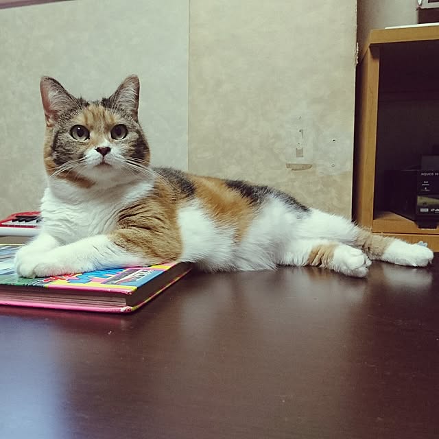 yukieさんの実例写真