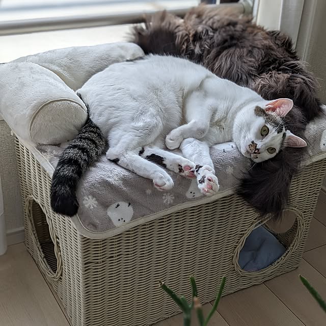 kumiさんの実例写真