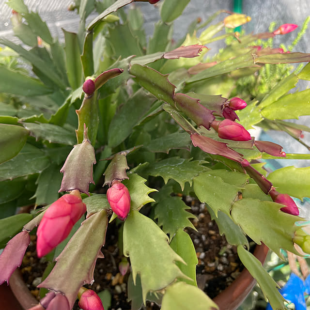 部屋全体/大切にします♥♥/手入れできてなくてごめね〜/枯れかけてた薔薇たちに元気な芽が❣️/庭木の手入れ...などのインテリア実例 - 2024-11-25 18:14:01