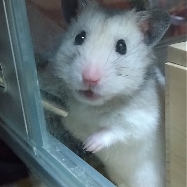 raetselさんの実例写真