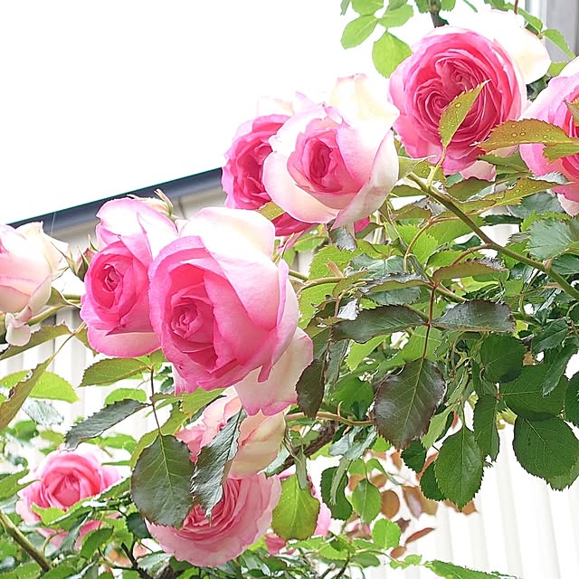 fleur-mamanさんの部屋