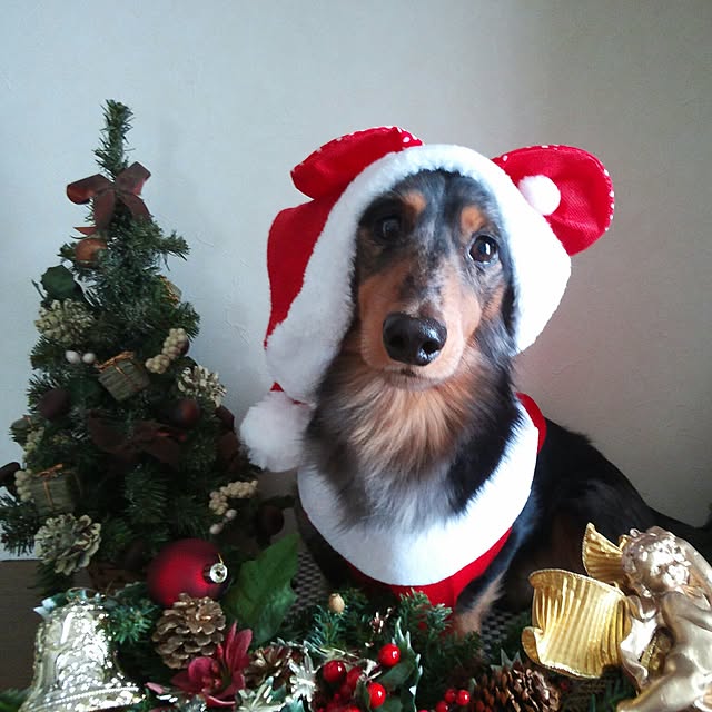 Rudyさんの実例写真