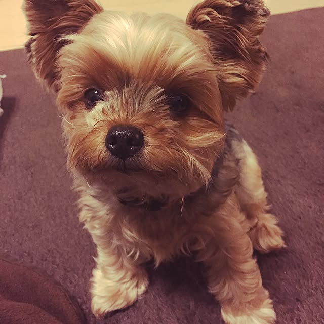 berryさんの実例写真