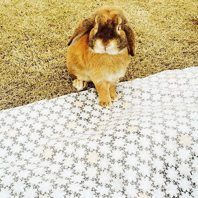 実例写真