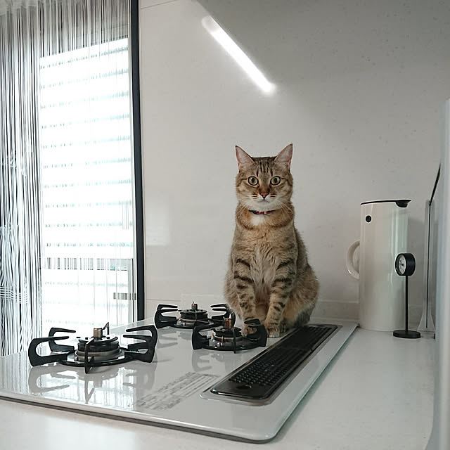 maikyさんの実例写真