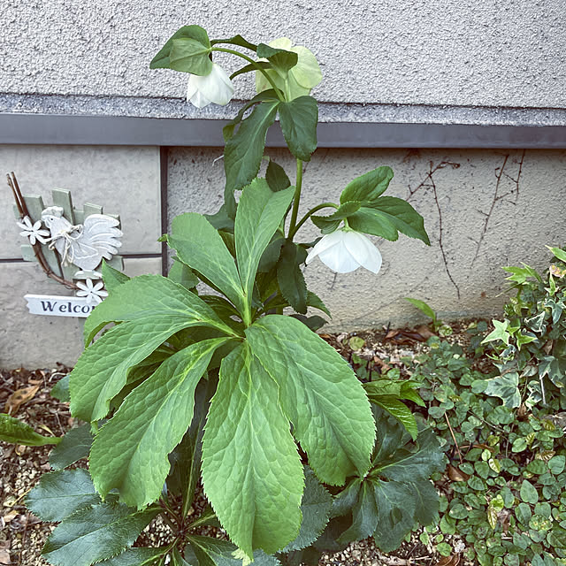tomokoさんの実例写真