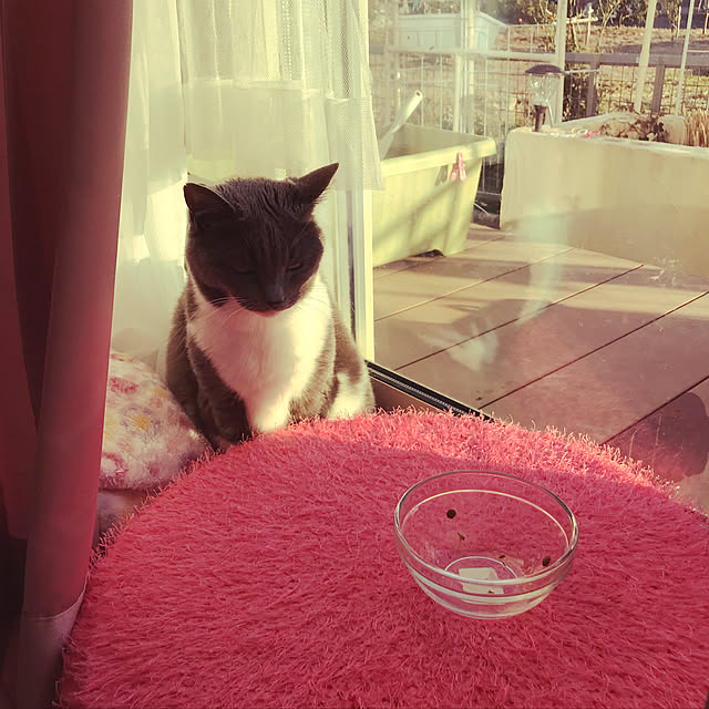 yawarakacatさんの実例写真