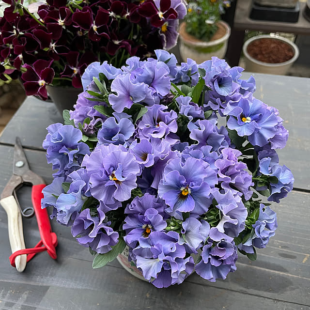 shiropenguinさんの実例写真