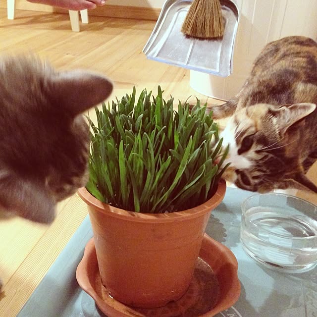 shonekoさんの実例写真