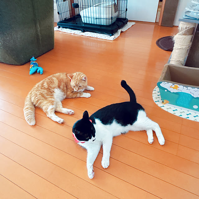 moolさんの実例写真