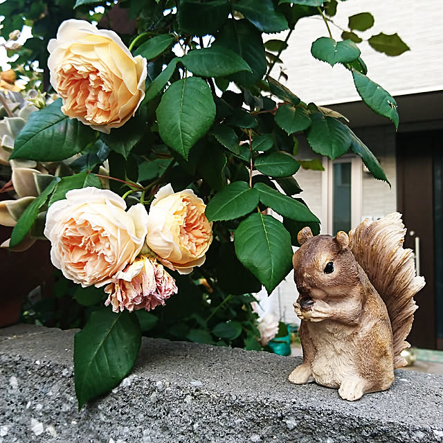 RUIさんの実例写真