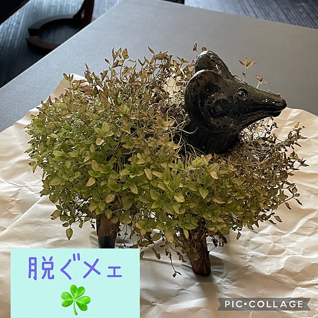 aureaさんの実例写真