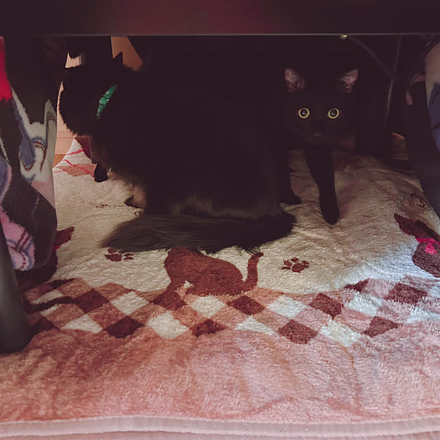 prelumoさんの部屋