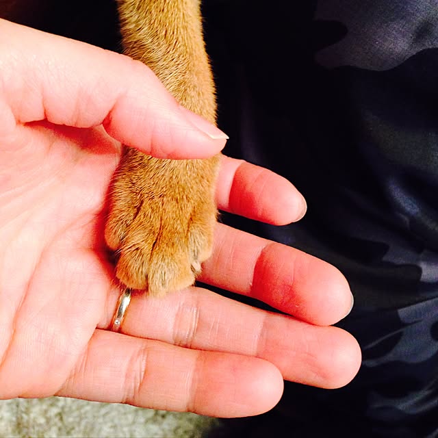 sakineko528さんの実例写真